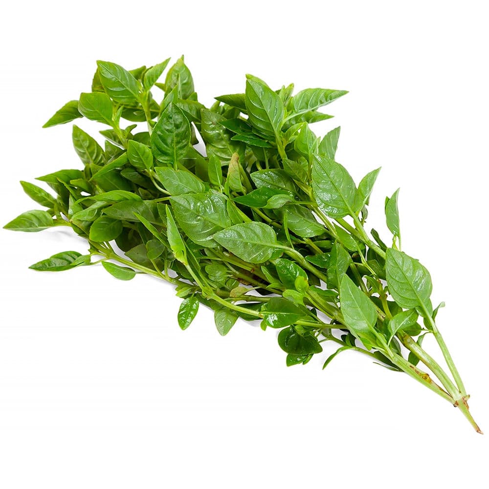 Manjericão Furukita Unidade